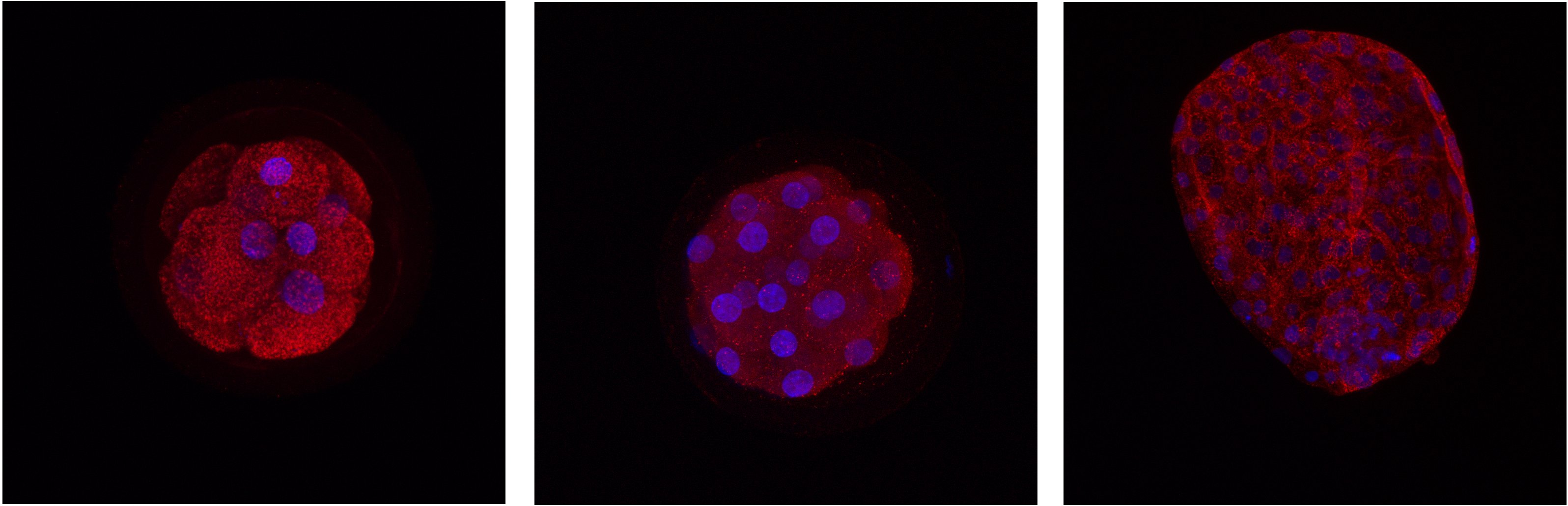Lokalizace proteinů detekovaných pomocí imunofluorescenční analýzy u různých embryonálních stádií skotu.