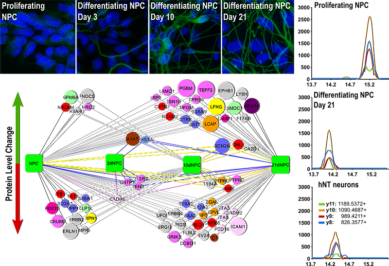 Neural cell differentiation