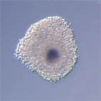 Oocyt-kumulární komplexy prasete po kultivaci in vitro v médium s dbcAMP.