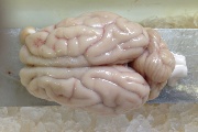 mozek